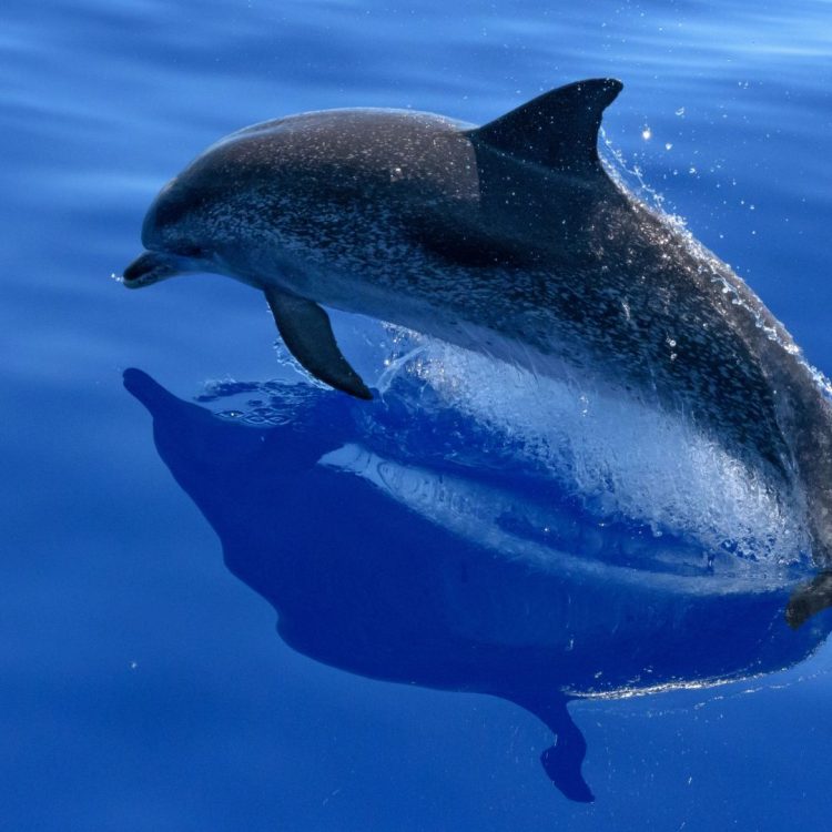 Ein Delfin der springt