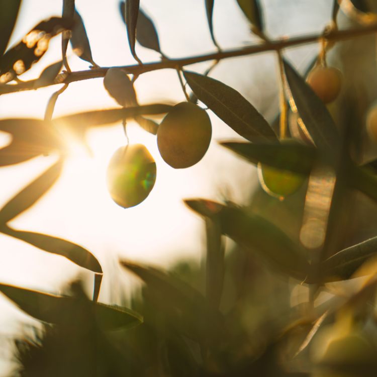 Oliven am Baum Mit Sonne im Hintergrund