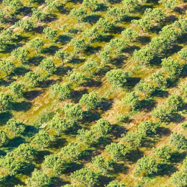 Oliven Plantage auf Mallorca