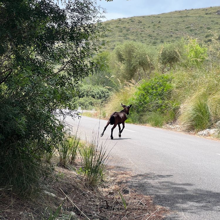 Bergiziege auf Mallorca überquert eine Landstraße bei Arta