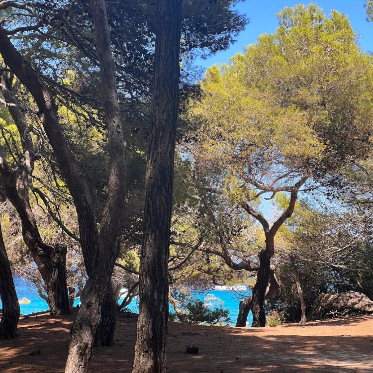 Blick durch die Pinienlandschaft auf das türkisblaue Meer im Naturschutzgebiet Llevant. Eine Wanderung durch den Naturpark ist ein absoluter Gehimtipp für Cala Ratjada