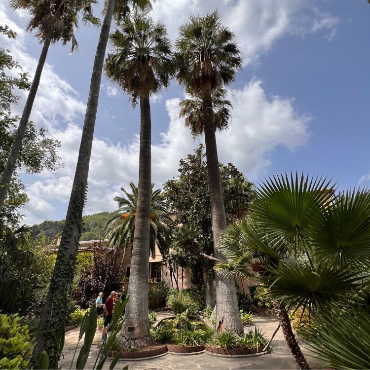 Gärten von Alfabia- Hohe Palmen zieren das Bild dieser tollen Gartenlandschaft